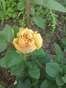 IMG_20240621_191145.thumb.jpg.f1fd118cff1ffe56da688ae3215ea688.jpg