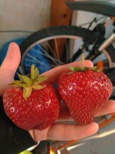 IMG_20240621_200617.thumb.jpg.c2c4e293029782a458dd25be1f615db5.jpg