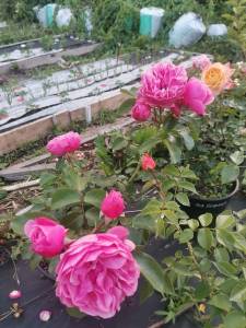 IMG_20240621_205150.jpg