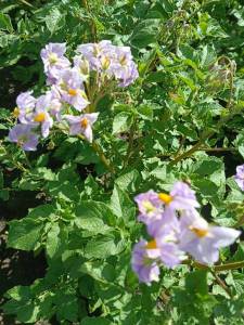 IMG_20240622_135305.jpg