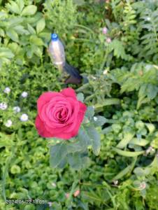 IMG_20240622_180535_758.jpg