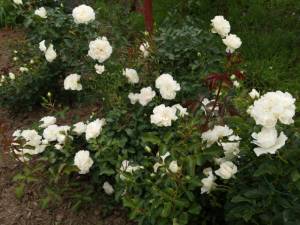 IMG_20240623_101438.thumb.jpg.e8f482656e48b73d63fdb18ca1413ac0.jpg