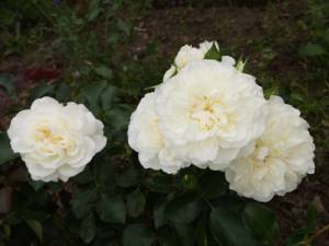 IMG_20240623_101513.thumb.jpg.5ebbf3204115c57f7da01389e59dc2e2.jpg