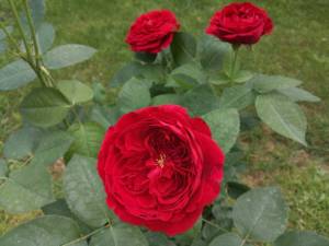 IMG_20240623_104028.thumb.jpg.7171875ea5996e17a92b7a1f8f615d4a.jpg