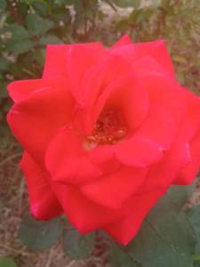 IMG_20240623_125802.thumb.jpg.7fd753053f6fdafe10ad38e16efc876b.jpg