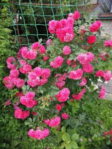 IMG_20240625_120000_compress31.jpg