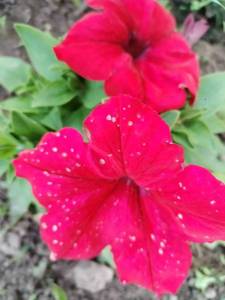IMG_20240625_204420.thumb.jpg.d332640abda6773f7a6ec1747f6651e5.jpg