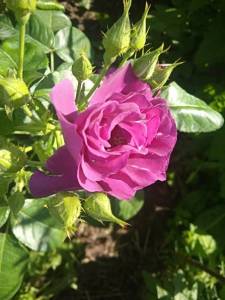 IMG_20240626_174007.thumb.jpg.6c7985c6dddeb40d355a5cf2bd1d25d6.jpg