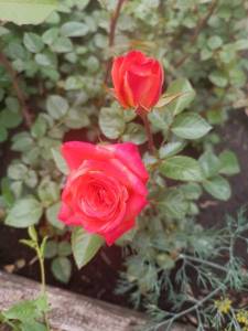 IMG_20240627_122529.jpg