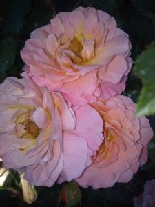 IMG_20240628_091018.thumb.jpg.8db365e85c7dfbf90c6f5fda04392eef.jpg