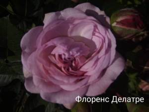 IMG_20240628_091243.thumb.jpg.782fef440777067226e29c3b358c6926.jpg