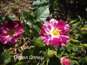 IMG_20240628_091537.thumb.jpg.665e065da40aa3e672f3f7856bea5bfe.jpg