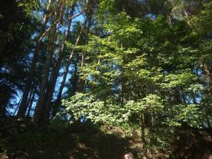 IMG_20240628_151708.thumb.jpg.493794bccb8751a875214a04b95229f3.jpg