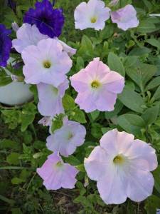 IMG_20240628_185413_compress20.jpg