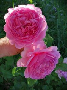 IMG_20240628_185502.jpg