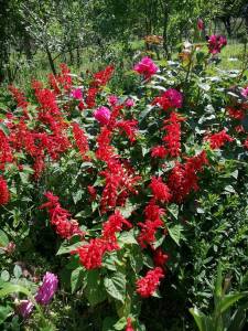 IMG_20240629_110804_compress31.jpg