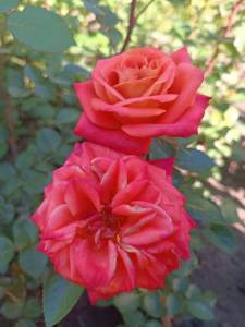 IMG_20240630_081829.jpg