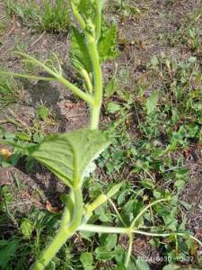 IMG_20240630_103715.thumb.jpg.d133430405f4619c46b7fcdc2cdc1bb0.jpg