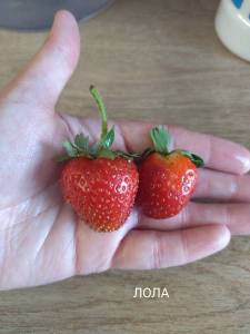 IMG_20240630_130058.thumb.jpg.50a6f2ec12bb5219ed81ff2c71216260.jpg