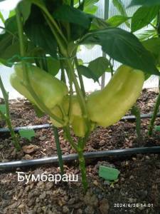 IMG_20240630_140202.jpg