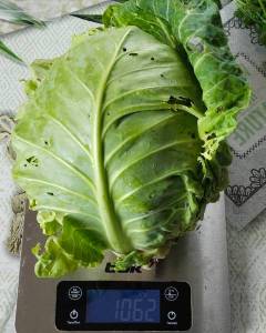 IMG_20240630_165632.thumb.jpg.e231331daa12ccf60bb4f67b3d0df8d4.jpg