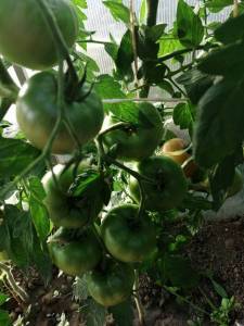 IMG_20240630_184034_compress97.jpg