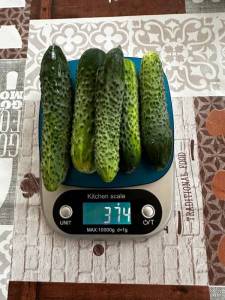 IMG_3271.jpeg