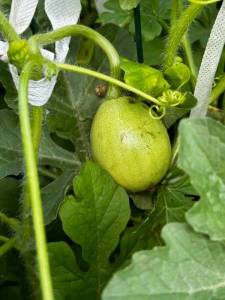 IMG_3393.jpeg