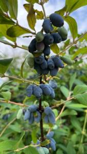 IMG_3900.thumb.jpg.f57eae2bf3ceeceb42c8c37692b1fbb4.jpg