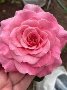 IMG_8038.thumb.jpeg.857403700cb184caa37d3477bfda77e0.jpeg