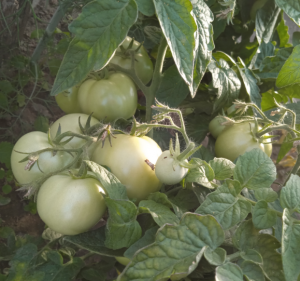 image.thumb.png.2951c104c20859d79b866094ad9b067b.png