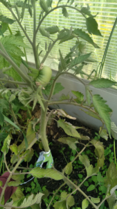 image.thumb.png.30ae3a0146a32efd8143400a6912db46.png