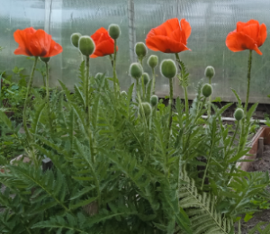 image.thumb.png.3944b8dec7d38be8ede94082ca0819e3.png