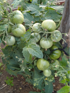 image.thumb.png.3c61d69fc15789d7194d878ed0f34a15.png