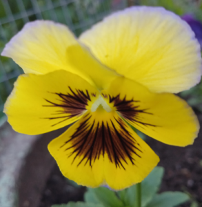 image.thumb.png.3d293c5d6847959f91fc2ed502e9a120.png