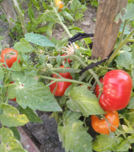 image.thumb.png.8d8370116de1c1e7c2f9d03bcbf19b07.png