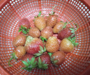 image.thumb.png.95f72cc3b56cd6a03c3a6b371e27600b.png
