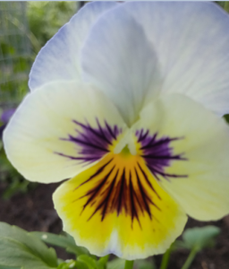 image.thumb.png.a417a2e95029671cd9e7f5c7708f4285.png