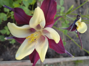 image.thumb.png.c635002e09567325459f264cff4ac9dd.png