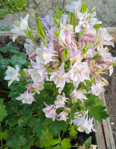 image.thumb.png.e3cef394b0e2192b0ce9460ea765d19f.png