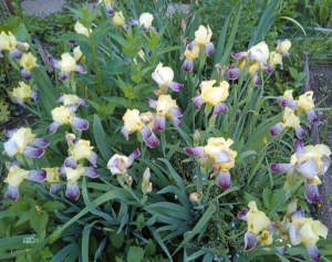 image.thumb.png.e762c57d1100b2d1b1ca76e73a4b44f1.png