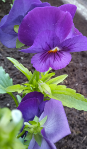 image.thumb.png.eb827cab2270fd41b1425ec2c1d4d8d9.png