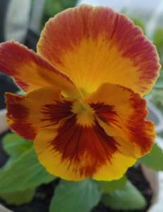 image.thumb.png.f0240556031d844b519e94e36d3c7954.png