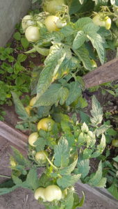 image.thumb.png.f372fd13cc0e2d731c698fb725d000f1.png
