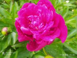 IMG_20240606_161516.jpg