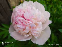 IMG_20240606_161531.jpg