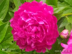 IMG_20240610_155604.jpg