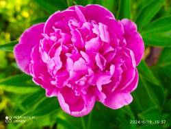 IMG_20240619_161251.jpg