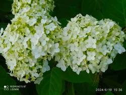 IMG_20240619_161416.jpg