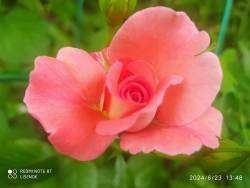 IMG_20240623_145744.jpg